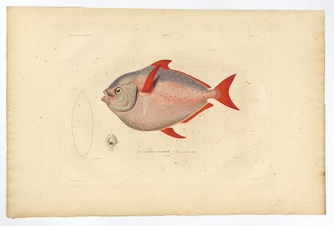 Old Fish Print Named Opah, Cravo, Moonfish, Kingfish or Jerusalem Haddock, 1842, view 3