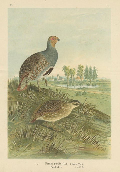Partridges in Rural Landscape, Antique 19th Century Bird Chromolithograph, close-up 4