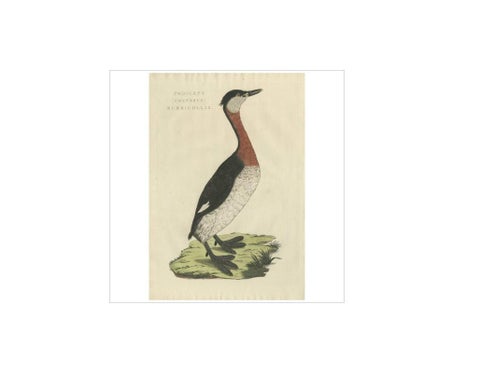 Antique Bird Print of the Red-Necked Grebe by Sepp & Nozeman, 1829, view 2
