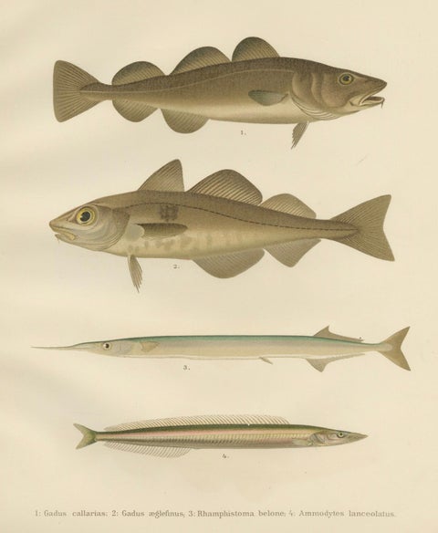 Atlantic Cod, Haddock, Garfish and Sand Eel - Scandinavian Fish Lithograph, 1895, close-up 6