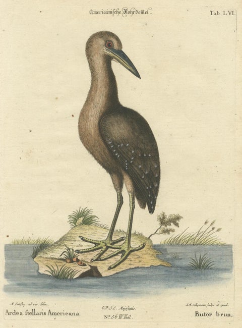 18th Century Hand-Colored Engraving of the American Bittern by Seligmann, close-up 1