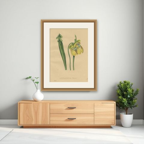 Antique Botanical Print of the Sarracenia Flava or Yellow Pitcherplant, shown framed on a wall