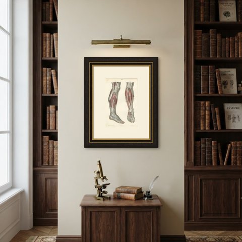 The Peroneal Nerves of the Leg, Antique Hirschfeld Anatomy Print, 1866, shown framed on a wall