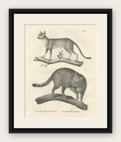 19th-Century Lithograph of the African and European Wild Cats in Natural Poses, shown framed
