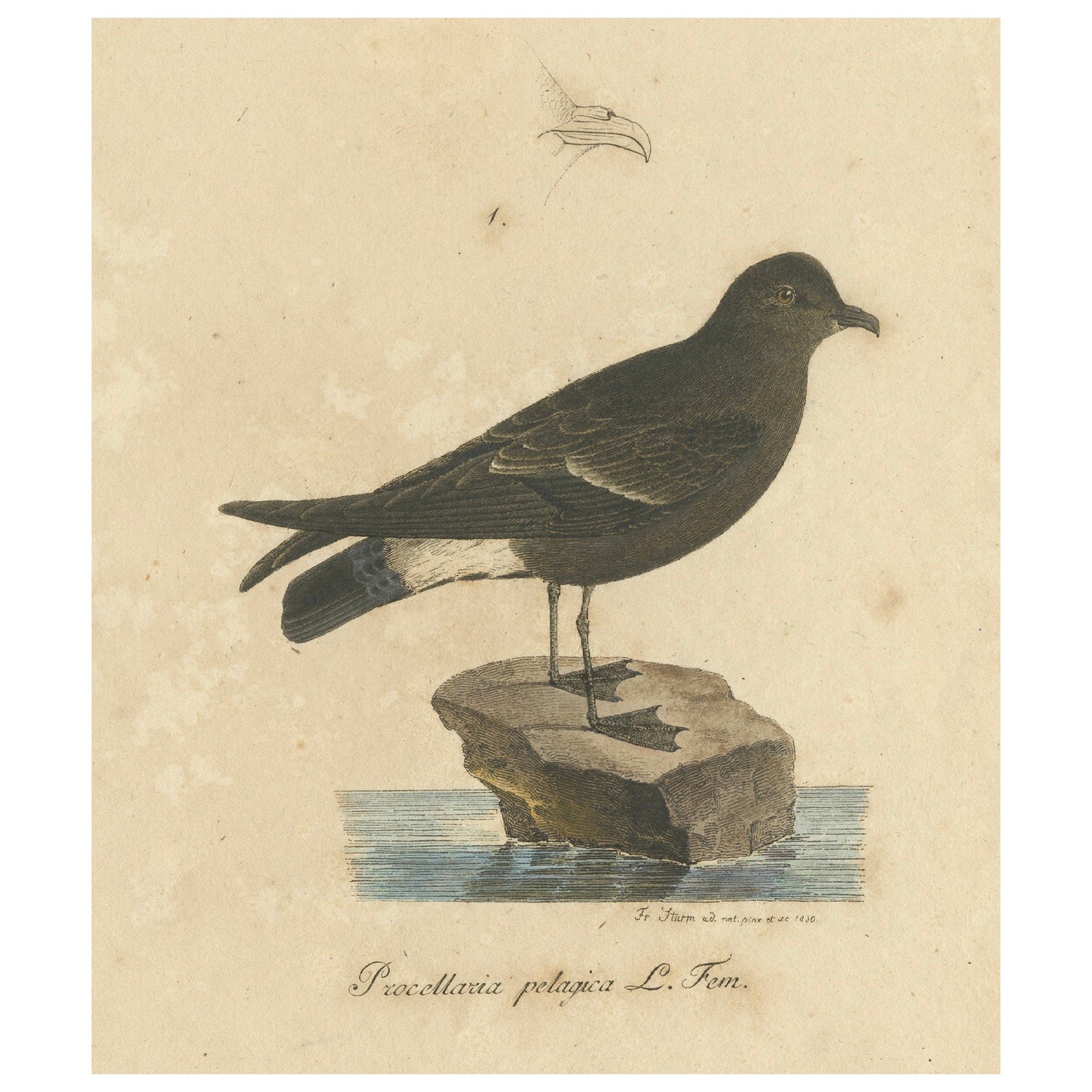 Franz Sturm's Illustration: a European Storm Petrel (Procellaria pelagica), 1830