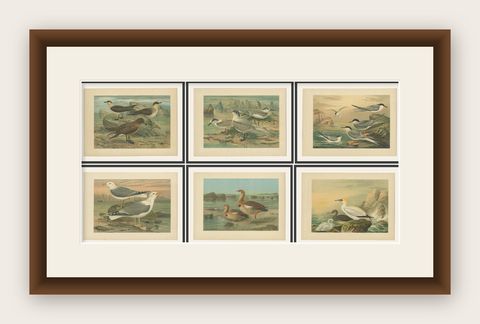 Lithographs of European Seabirds, Gulls, Terns, Skuas, Geese and Gannets, 1890, shown framed
