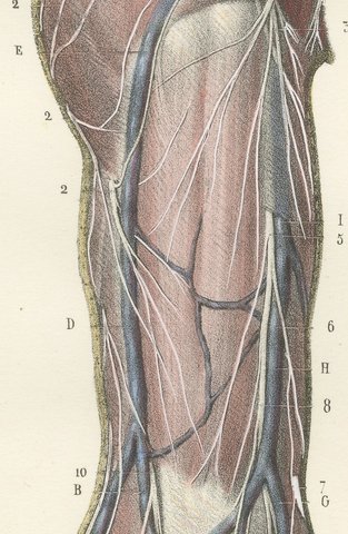 Cutaneous Nerves of the Arm and Hand, Antique Hirschfeld Anatomy Print, 1866, view 4