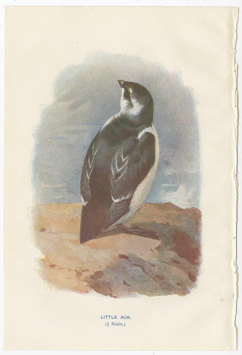 Set of 4 Antique Bird Prints Oyster Catcher, Gull, Sanderling, Auk, 1901, view 2