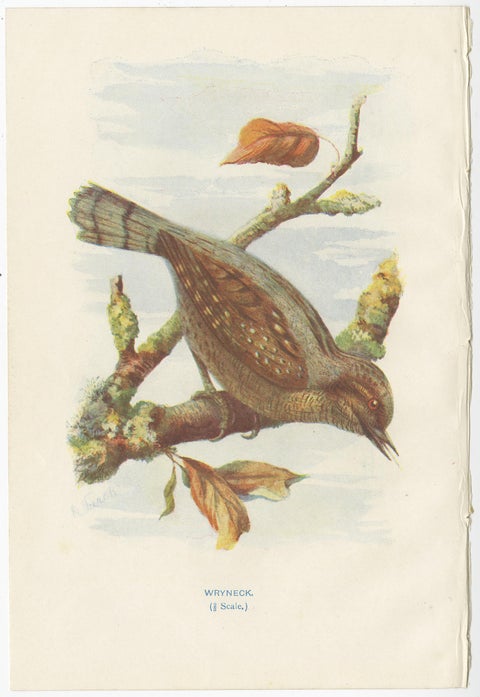 Set of 4 Antique Bird Prints Siskin, Woodpecker, Wryneck, 1901, view 4