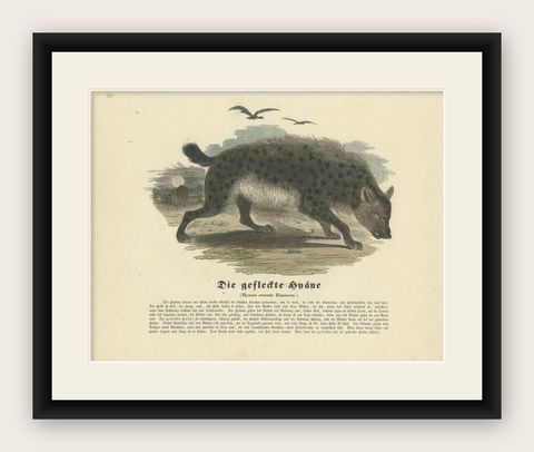 Die gefleckte Hyäne (Spotted Hyena) - Hand-Colored Zoological Print, Circa 1840, shown framed