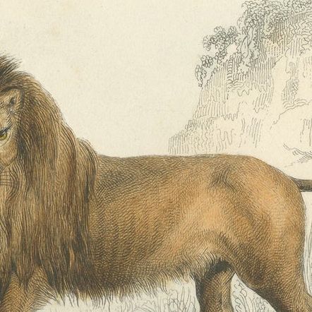 Two Images on One Sheet of a Lion and Lioness, close-up 1