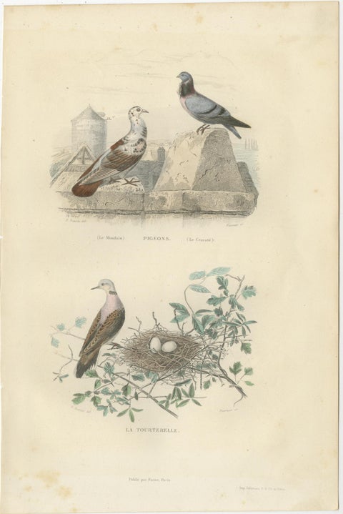 Set of 3 Antique Bird Prints, Blackcap, Whitethroat, Turtledove, circa 1850, view 3