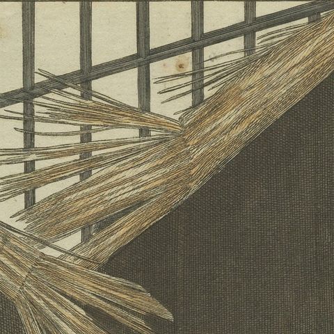 Hand Colored Engraving of a Lion and Lion Cubs, close-up 1
