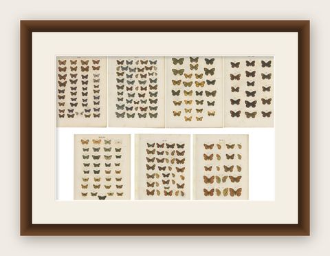 Set of 7 Antique Prints of Various Butterflies and Moths by Ramann 'circa 1870', shown framed