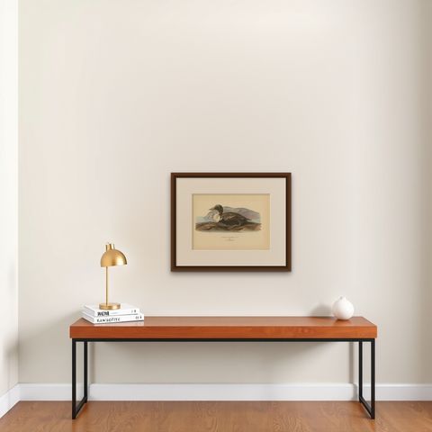 Antique Bird Print of the Common Eider by Von Wright, 1929, shown framed on a wall