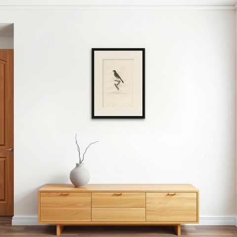 Antique Bird Print of a Peewee Flycatcher by Vieillot, 1807, shown framed on a wall