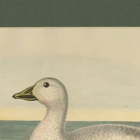 Antique Bird Print of Cassin's Snow Goose Made after D.G. Elliot, 1869, close-up 1