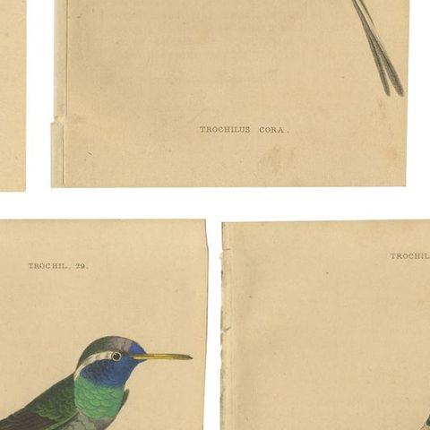 Set of 7 Antique Bird Prints, Harlequin Hummingbird, by Jardine '1837', close-up 2