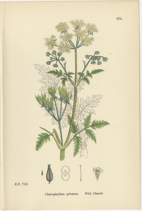 Elegant British Chervil Quartet, Hand-Colored Botanical Prints, England 1902, view 4