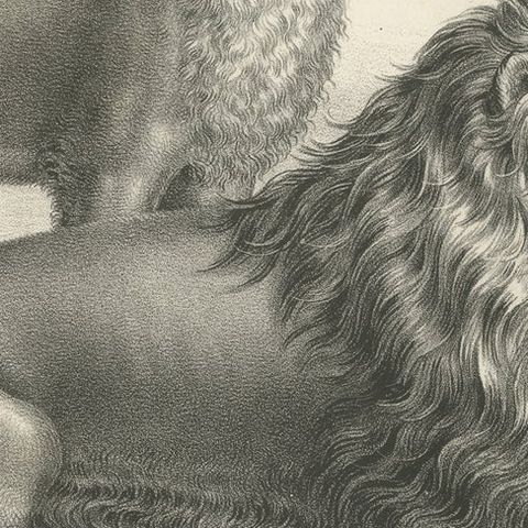 Original Antique Print of a Barbary Lion and Lioness by Brodtmann, close-up 2