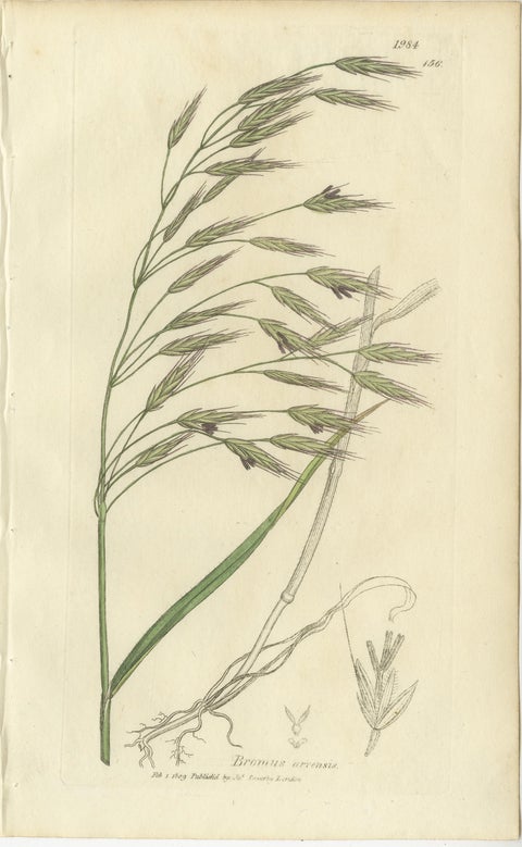 Set of 8 Antique Botanical Engravings of Bromus (Brome Grasses), c.1830, view 5