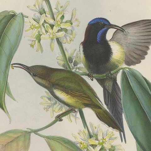 Antique Bird Print of the Black-Breasted Sunbird by Gould, circa 1850, close-up 2