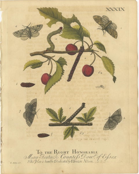 Antique English Moths on Fruit and Hedgerow Shrubs, Albin Entomology 1720, view 2