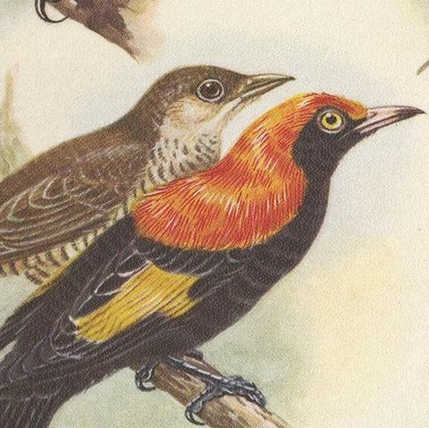 Antique Print of the Archbold's Bower-Bird, Crested Golden Bird and Other, 1950, close-up 2
