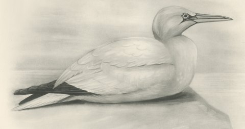 Adult Gannet Resting on a Rock, Plate CXLVIII after Lilian Medland, c. 1909, close-up 1