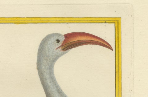 Original Antique Hand-Colored Engraving of the Red-billed Hornbill, circa 1770, close-up 3