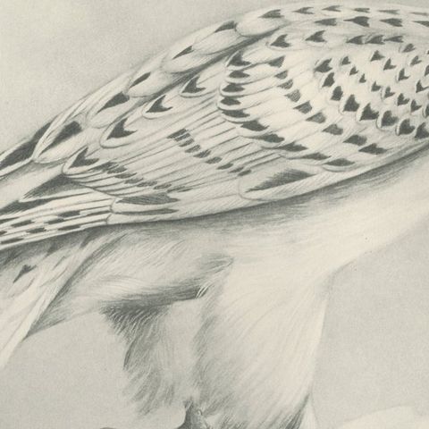 Antique Greenland Gyrfalcon Bird Print by Lilian M. Medland, circa 1908, close-up 6