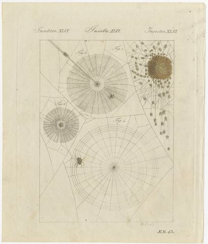 Spider Webs with Hatching Spiderlings, Antique Bertuch Print, circa 1805, view 2