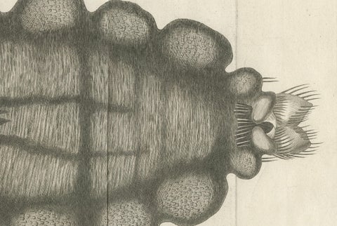 Decorative Scientific Print, Large Folding Engraving of Louse, c.1770, close-up 1