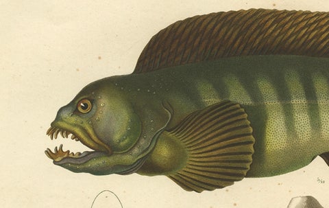 Stunning Hand-Colored Antique Print of the Atlantic Wolffish or Devil Fish, 1842, close-up 4