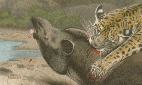 Jaguar Killing Tapir, Dramatic Antique Wildlife Print, Victorian Era, 1894, close-up 3