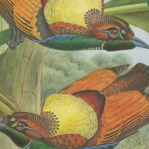 Antique Bird Print of Hunstein's Bird of Paradise by Gould, circa 1850, close-up 2