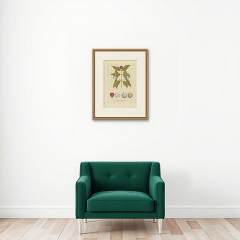 Antique Botany Print of a Mangosteen Tree by Plenck, 'circa 1790', shown framed on a wall