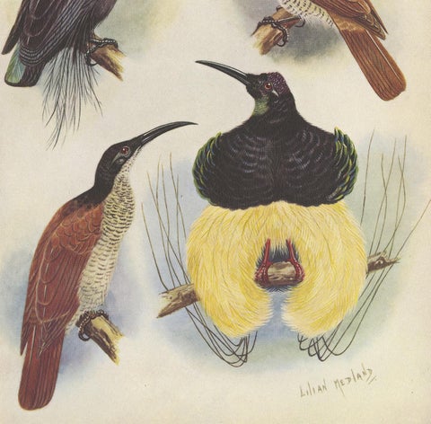 Antique Print of the Magnificent Rifle Bird & the Twelve-Wired Bird of Paradise, view 3