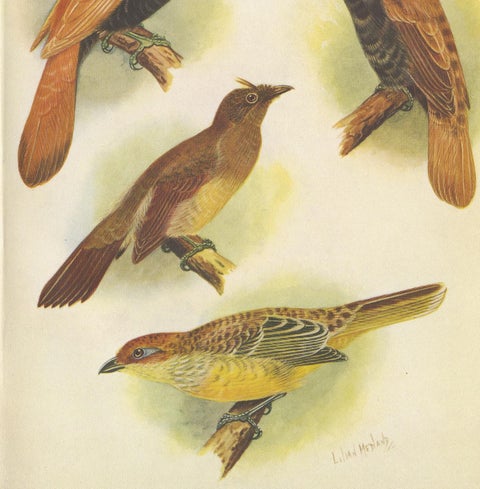 Antique Print of various Crested Golden Bird & Lauterbachs Bower Bird, 1950, view 3