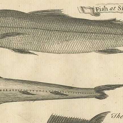 Antique Fish Print of Sierra Leona, with The Banana, The Monk and More, c.1752, close-up 1