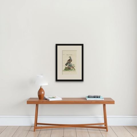 Antique Hand-Colored Pigeon Engraving, Copperplate, Circa 1770, shown framed on a wall