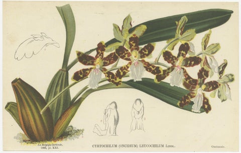 Set of 4 Antique Botany Prints, Ornithocephalus Grandiflorus 'c.1880', view 3