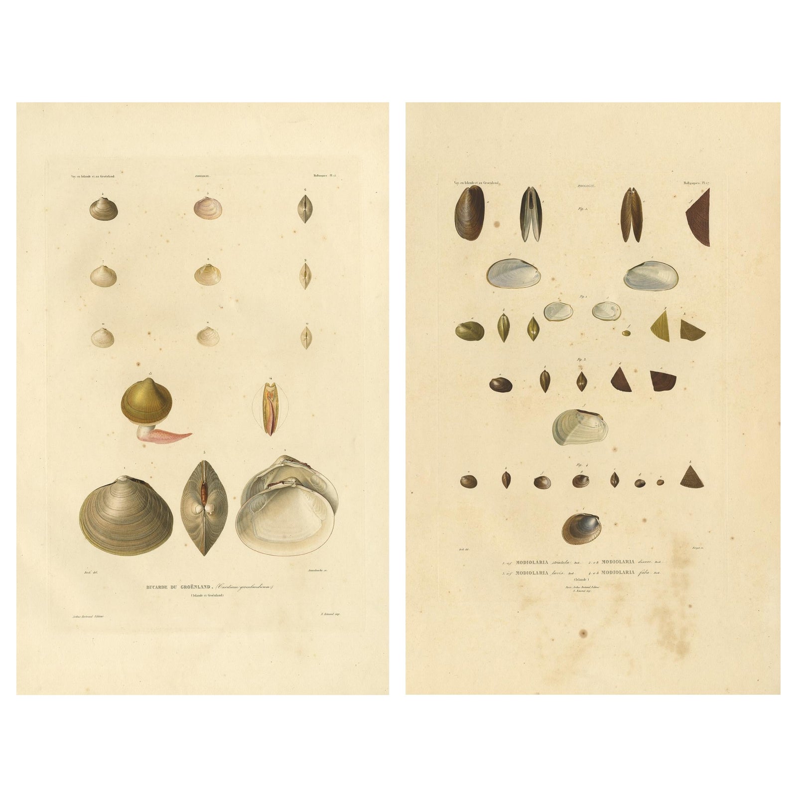 Antique Conchology Prints, Greenland Bivalves and Modiolaria Shells, 1842