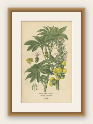 1897 Botanical Print, Castor-Oil Plant (Ricinus Communis), shown framed