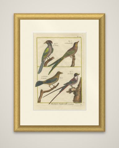 Hand-Colored Engraving of Exotic Tropical Birds from Histoire Naturelle, 1790, shown framed