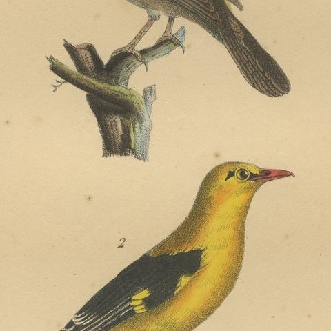 Golden Oriole & Reed Warbler, Antique hand-coloured lithograph, c.1828, close-up 6