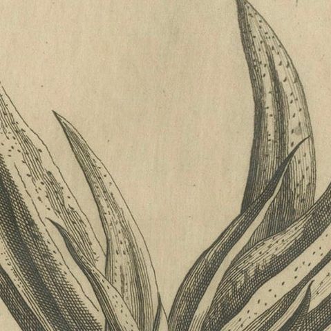 Botanical Engraving of African Aloe from Commelin’s "Praeludia Botanica", 1703, close-up 5