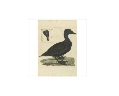 Common Scoter, Antique Bird Print ‘Anas Nigra’ by Nozeman & Sepp, 1770, view 2