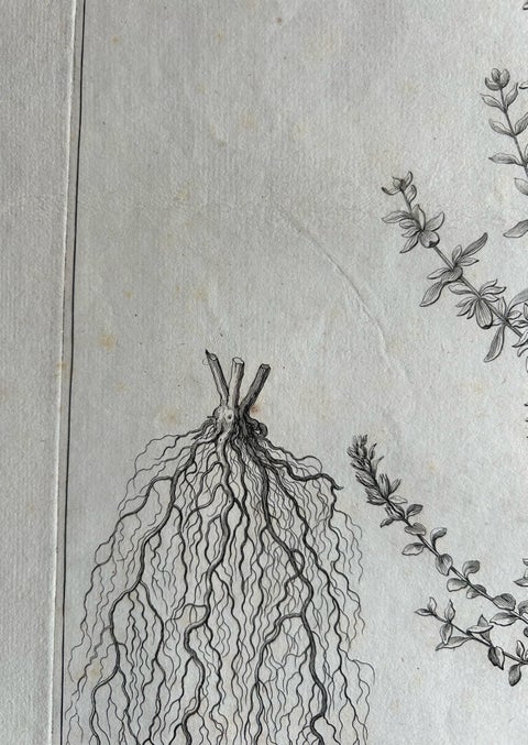 Syrian Oregano (Origanum Syriacum), Antique Botanical Engraving c.1676, view 8