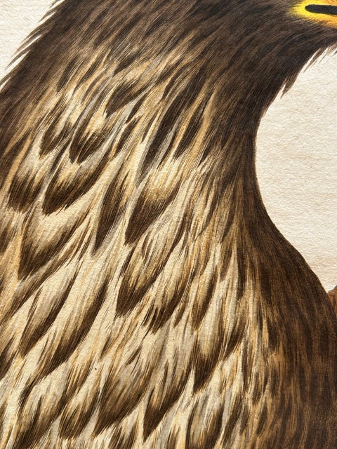 White-Tailed Eagle, Falco Leucocephalus Hornotinus, Antique Bird Print c.1829, view 4